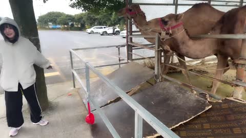 반응몬 - [클립]낙타 앞에서 당근 주고 당근 먹방 갈기는 낙스탈리걸즈...