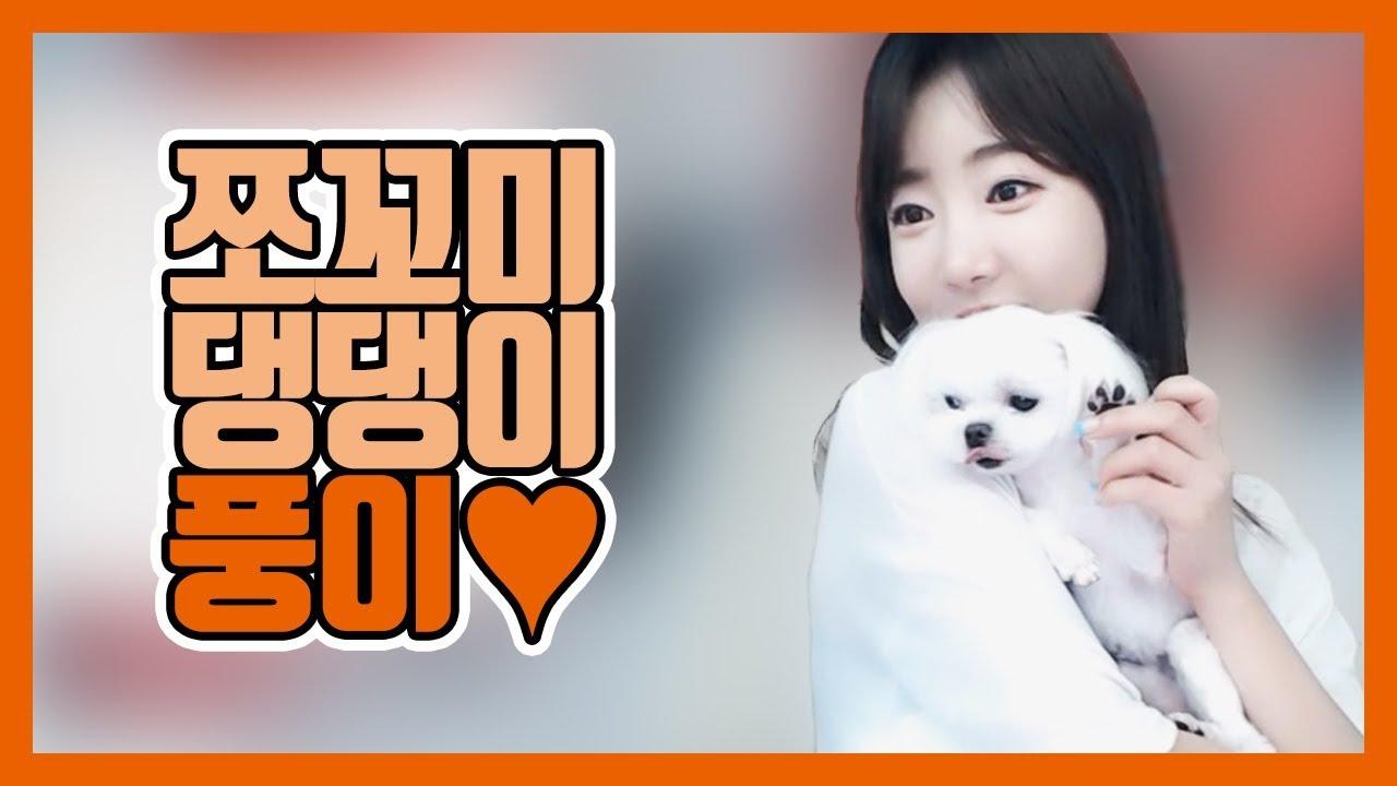 심멎하는 귀여움! 쪼꼬미 댕댕이 풍이 미용했어요!