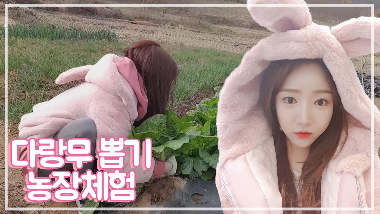팬분들과 함께 다랑무 뽑으러 농장에 왔어요