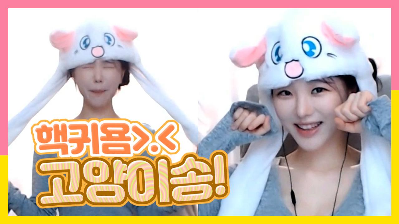 고두림] 핵귀욤! 펑티모 고양이송 리액션! (중국어 버전)