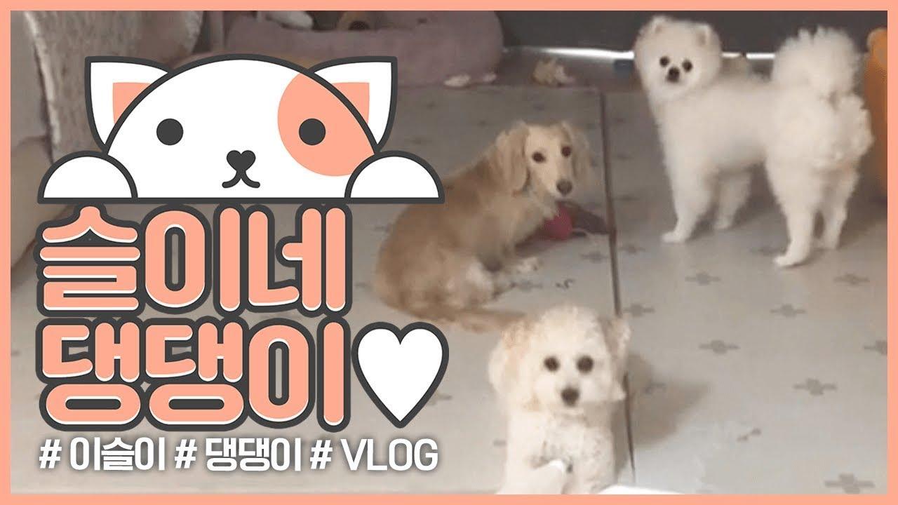 【이슬이 VLOG】 슬이네 댕댕이와 함께하는 하루! 귀여운 반려견들의 실체를 보여드려요~
