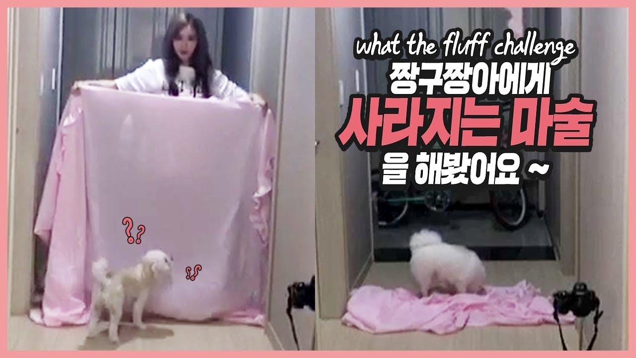 사라지는 마술쇼!! 반려견 짱아,짱구가 보인 반응은?!