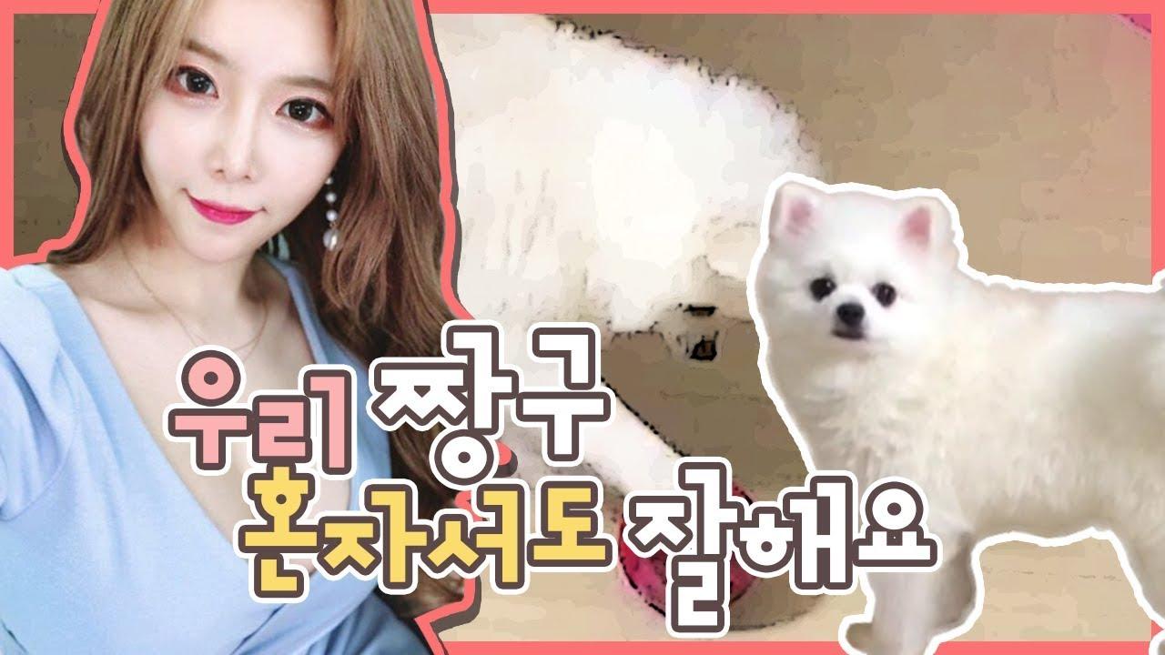 강아지 장난감 놀이!이제는 혼자서도 잘 놀아요!