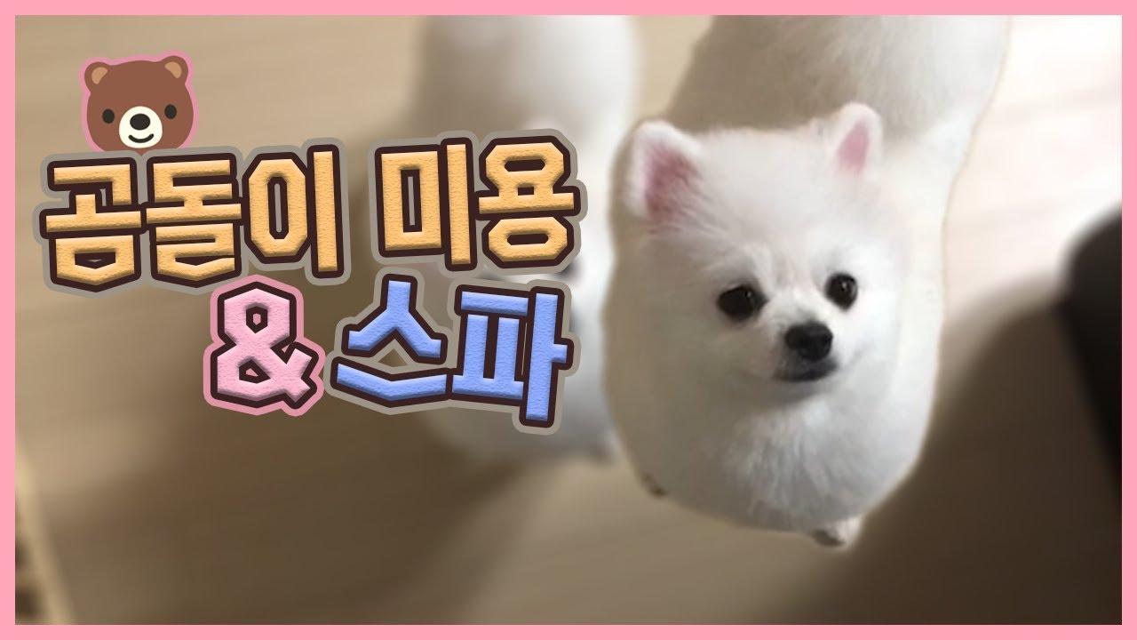 강아지 스파 반신욕하기!! dog spa [짱구x짱아]