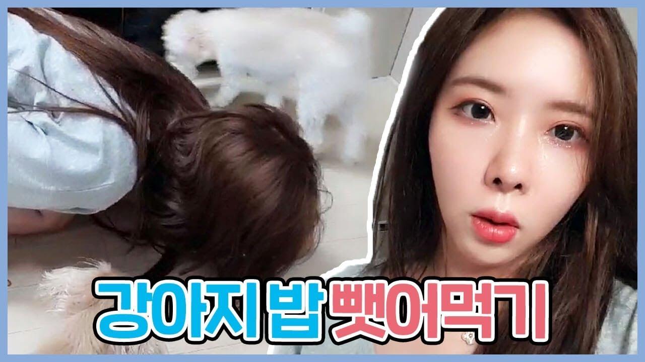 실험카메라! 강아지 밥을 뺏어먹었을때 강아지 반응은?