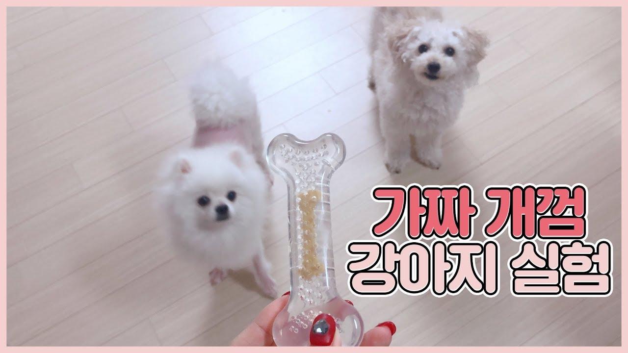 강아지에게 가짜 개껌을 줬더니ㅋㅋㅋㅋㅋㅋㅋㅋㅋ