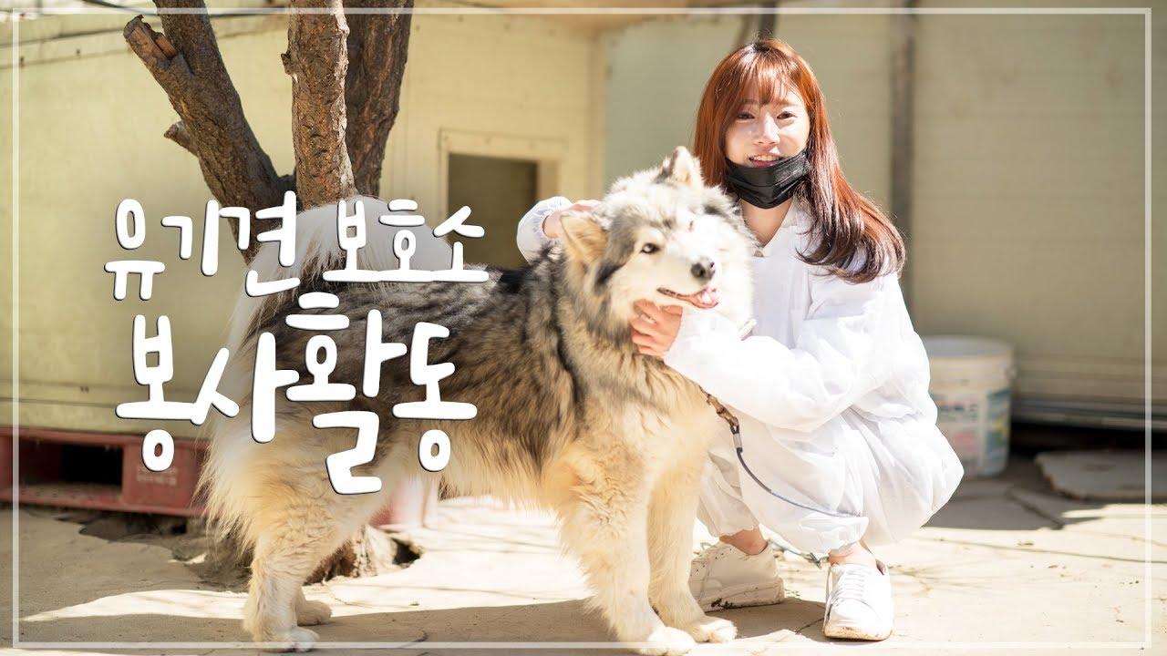 유기견 보호소 봉사활동 다녀왔습니다!