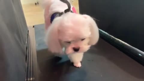 해피퍼피 애견유치원 풍이 런닝머신하다
