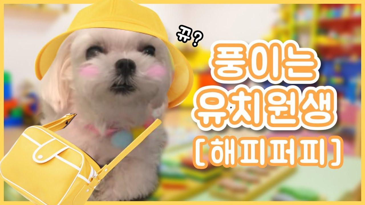 풍이는 해피퍼피 유치원생