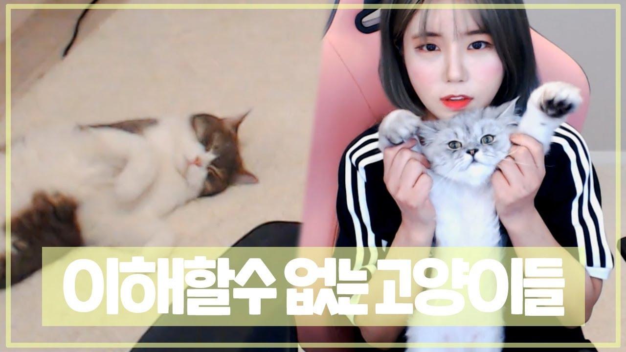 이것은 고양이인가 강아지인가... 복층에서 살맛난 우리집 고양이들