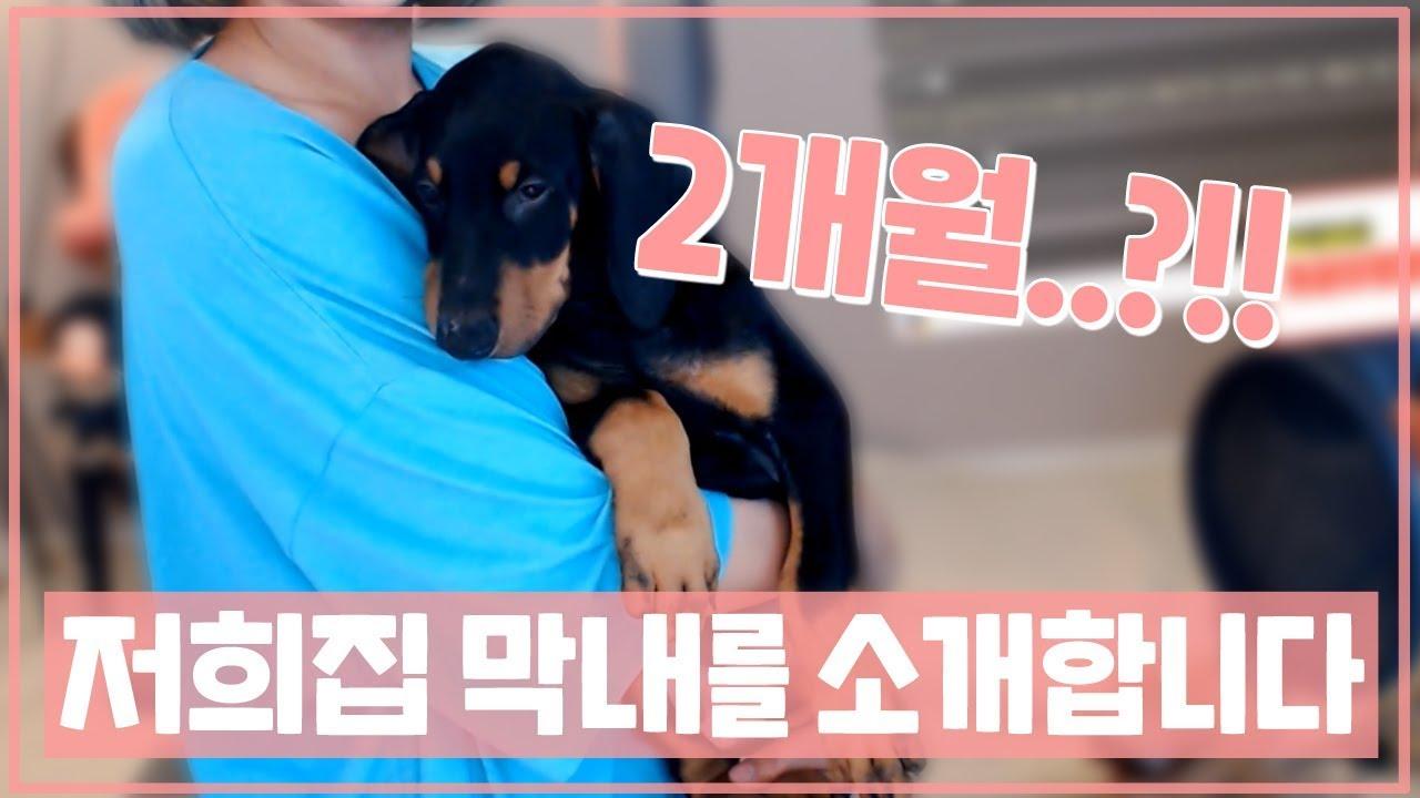 안녕 나는 쩌누라고해! 2개월된 도베르만이지