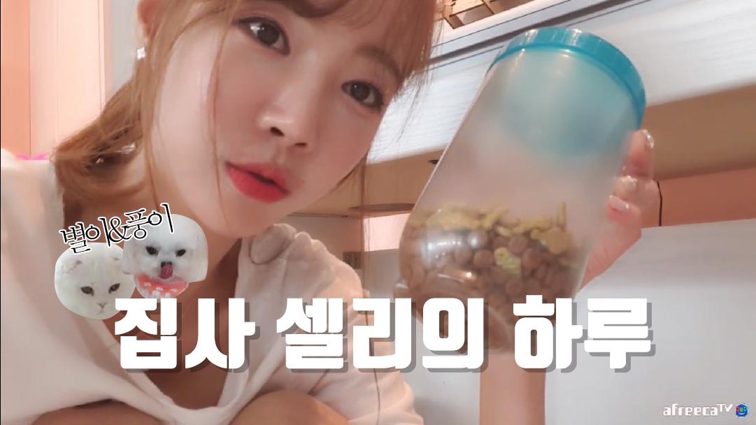 셀리 고양이와 강아지는 잘지낼수있을까?
