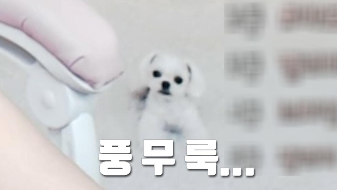 셀리방송중에 강아지 풍이한테 말 걸면 안 되는 이유