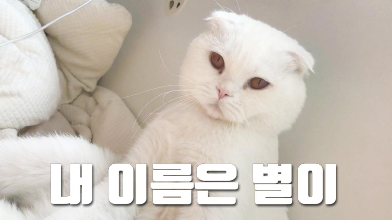 셀리고양이 별이가 내는 의문의 소리...