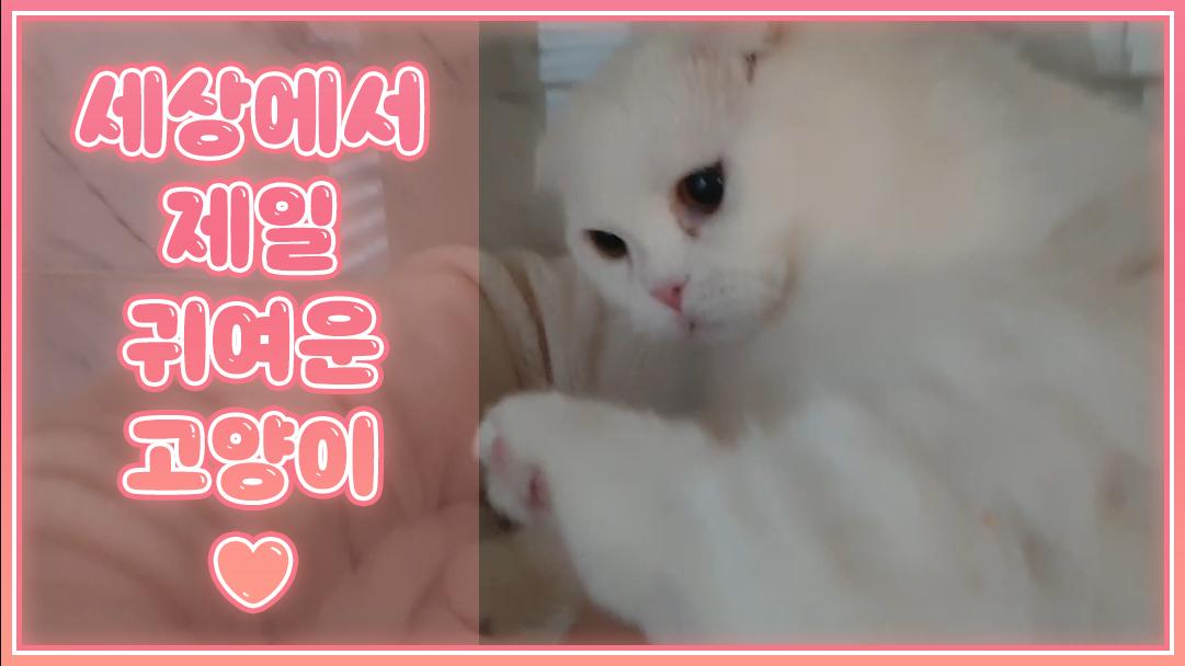 셀리 세상에서 제일 귀여운 고양이