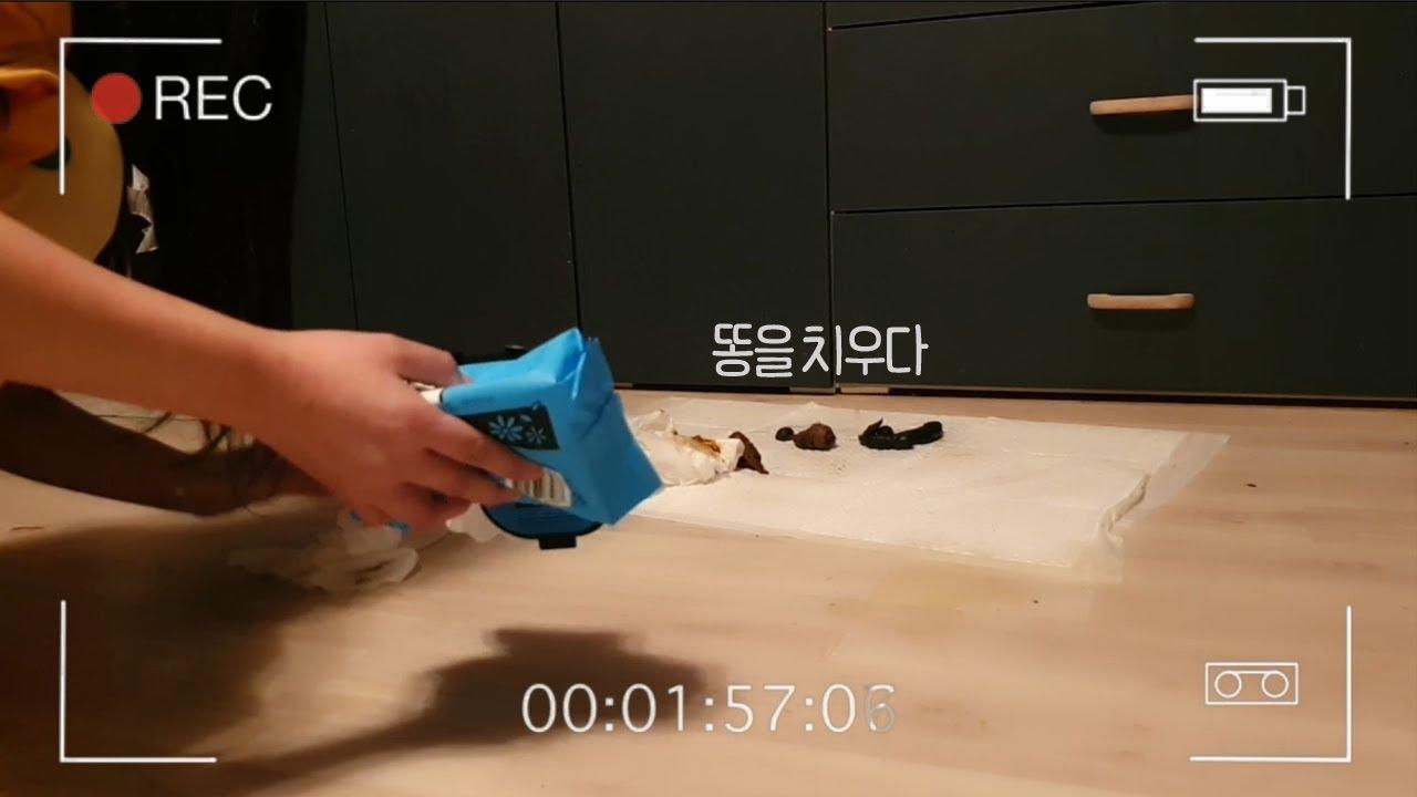 브이로그라 쓰고 똥치우기라 읽는다..