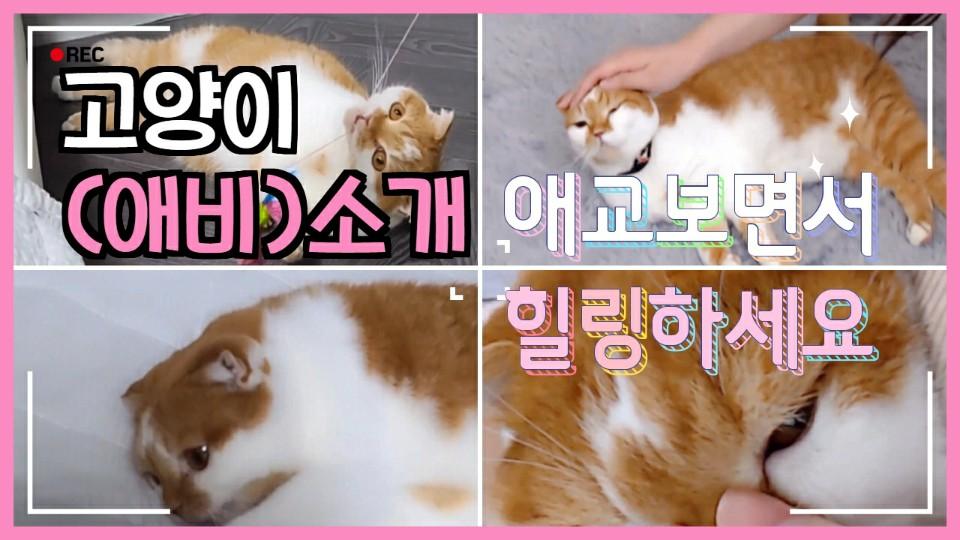 고양이(애비)소개 애교보면서 힐링하세요