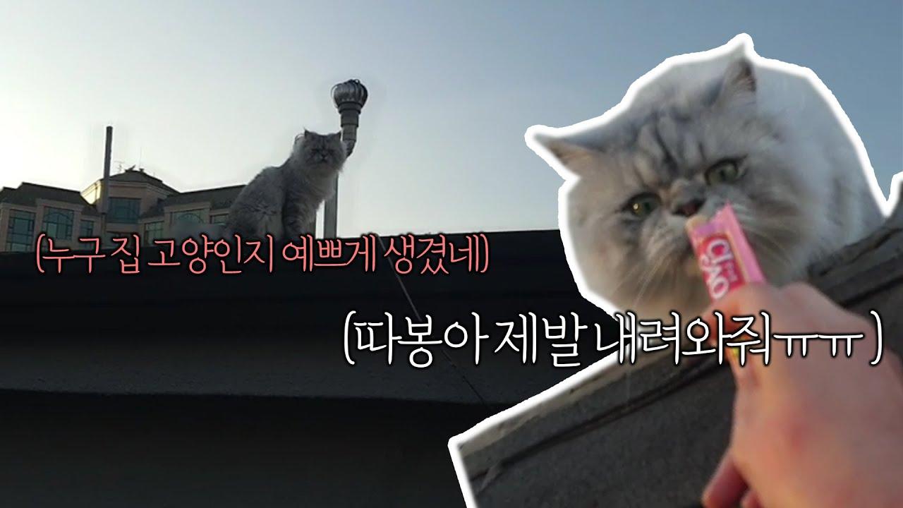 길냥이 아니에요ㅠㅠ 저희 집 고양이에요ㅠㅠㅠ 제발ㅠㅠ