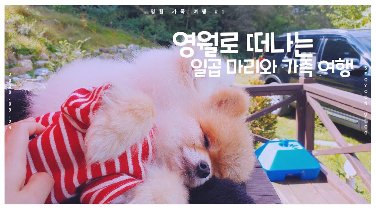 [가족 영월 여행 #1] 일곱마리의 강아지, 피리부는 소녀 등장