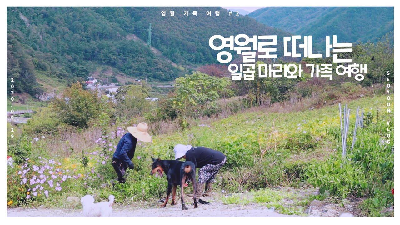 [가족 영월 여행 #2] 이제는 너무나 잘 어울리는 귀농(?) 생활,,
