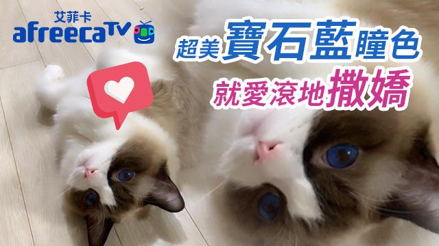 【動物精華TV】超美寶石藍瞳色！就愛滾地板跟你撒嬌～