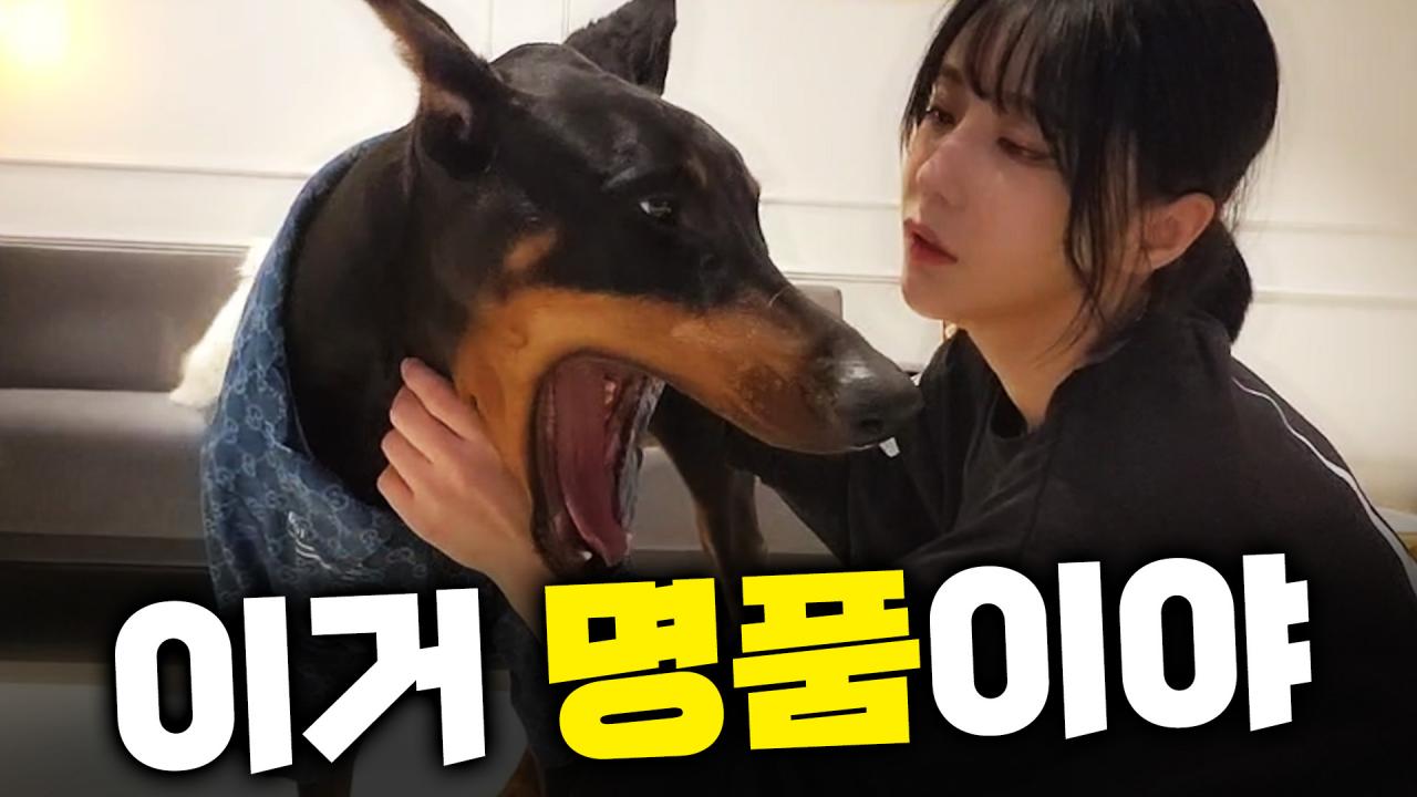 대형견도 알아보는 명품 옷의 클라스!