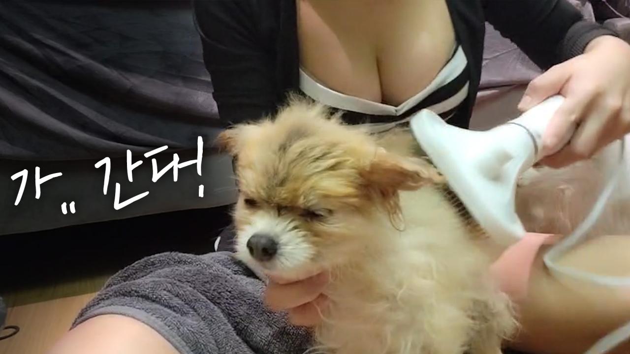 왜 이렇게 얌전한 거야? 강아지 털 말릴 때 이거 하나면 끝!!