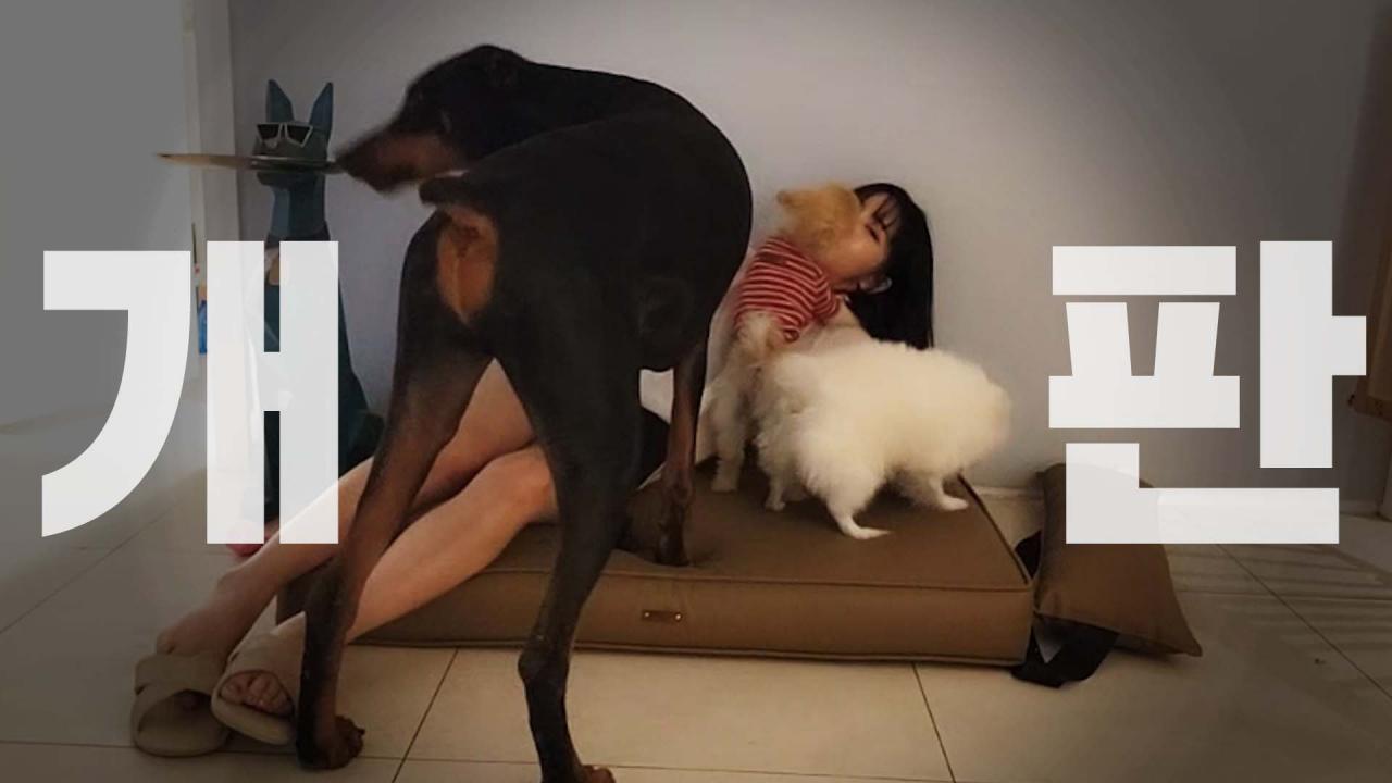 나보다 큰 개를 집에서 키운다면..