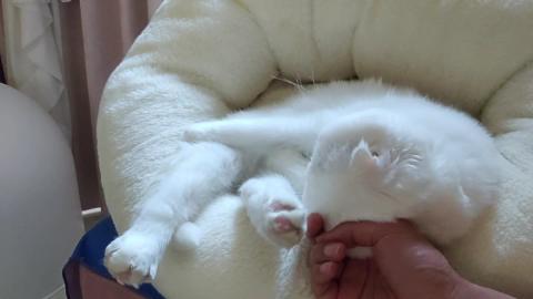 반응몬 - 맨유 이야기에 눈 질끈 감는 감스트 닮은 고양이 + 힐링하는 ...